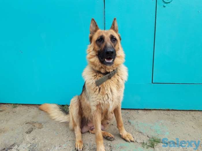 Продам щенков породы немецкая овчарка, фотография 5