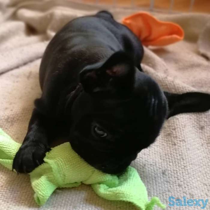 Французские бульдоги, фотография 2