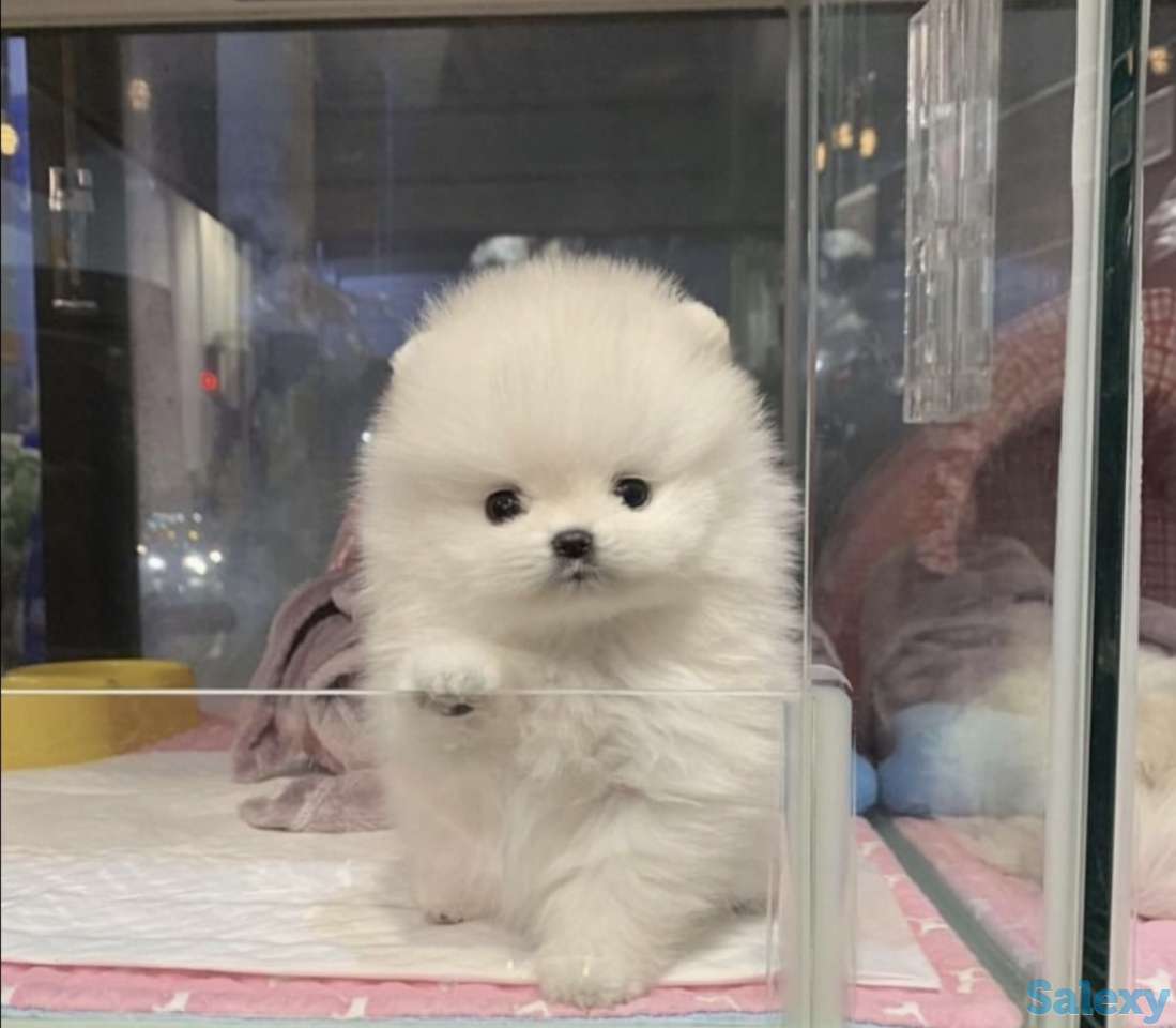 В продаже щенки померашки, фотография 8