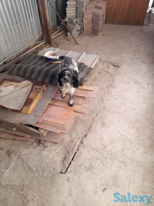 Нашли собаку порода русский спаниель, фотография 1