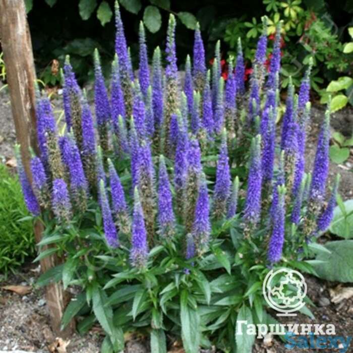 Вероника колосистая Ульстер Дварф Блю, фотография 1