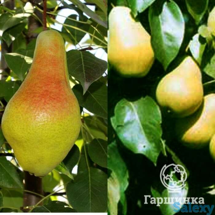 Груша 2 в 1: яковлевская/чижовская, фотография 1