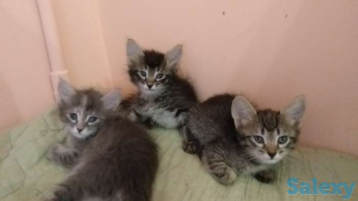 Отдадим котят в хорошие руки, фотография 3