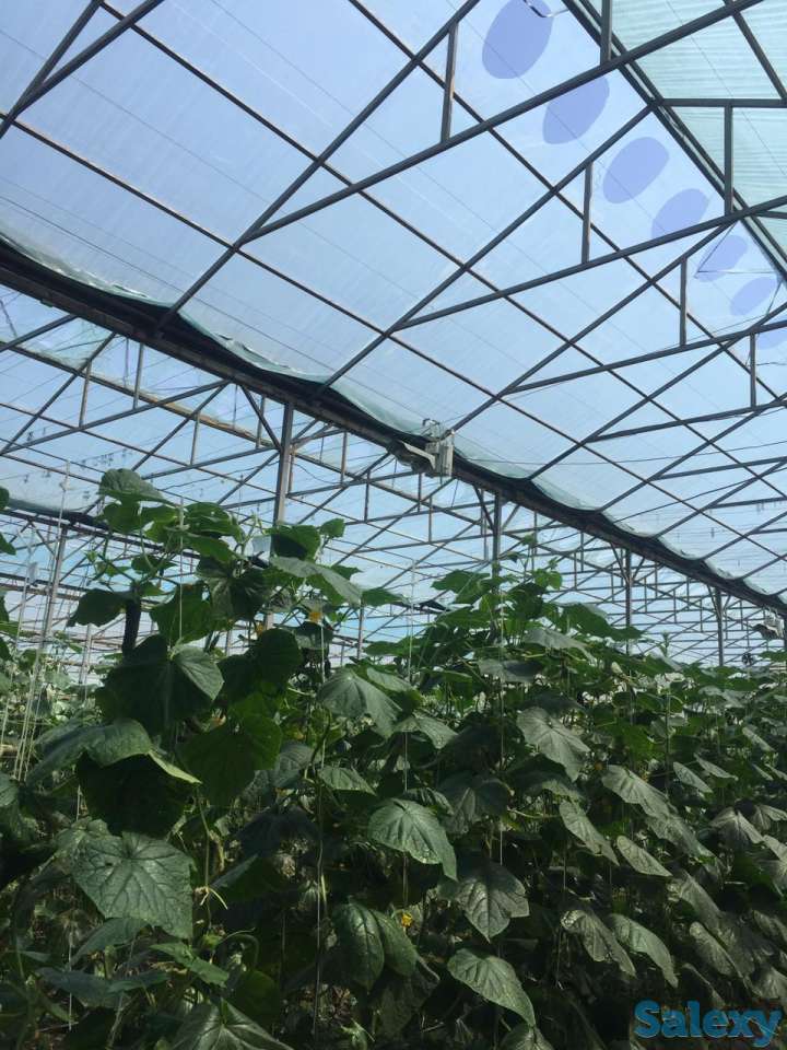 Теплица с выручкой от 6 млн. тенге в месяц!, фотография 2