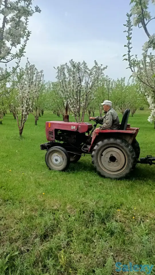 Продам яблоневый сад, фотография 8