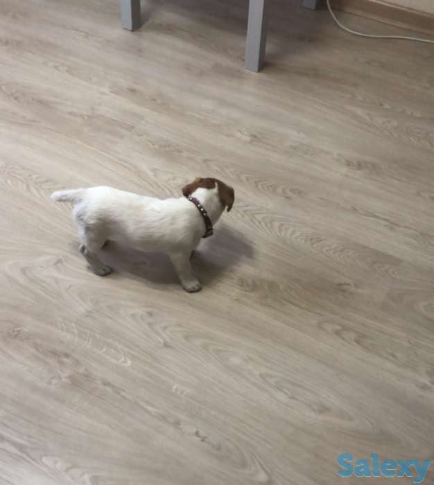 Продам щенка, фотография 1