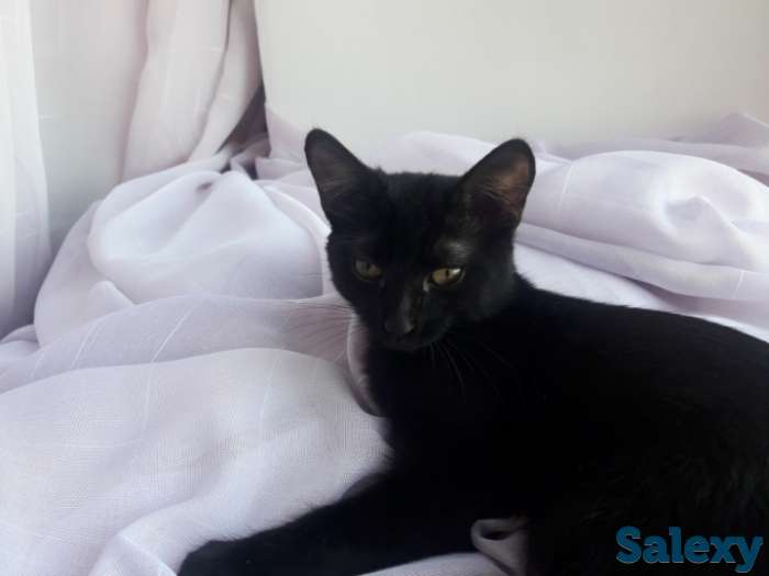 ОТДАМ КОТЁНКА В ХОРОШИЕ РУКИ, фотография 2