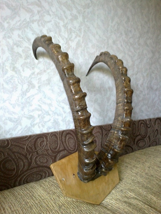 рога архара старые, фотография 1