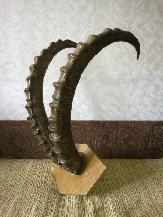 рога архара старые, фотография 2