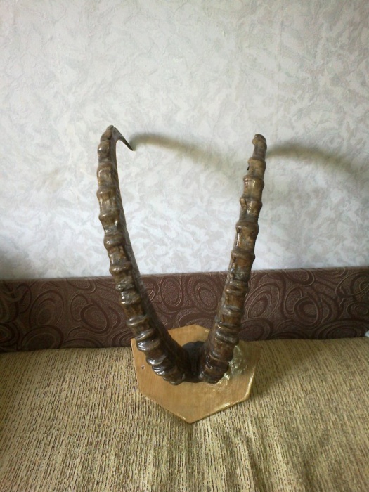 рога архара старые, фотография 3