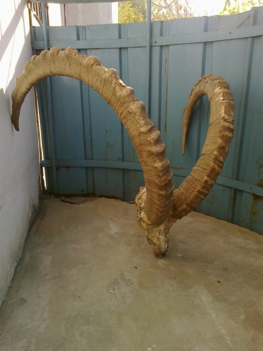 рога архара старые, фотография 4