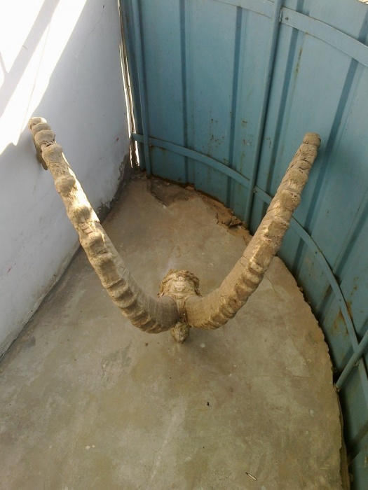 рога архара старые, фотография 6