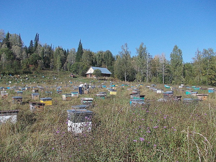 мед, фотография 1