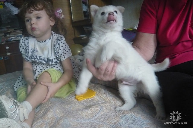 Щенок западносибирской лайки, фотография 2