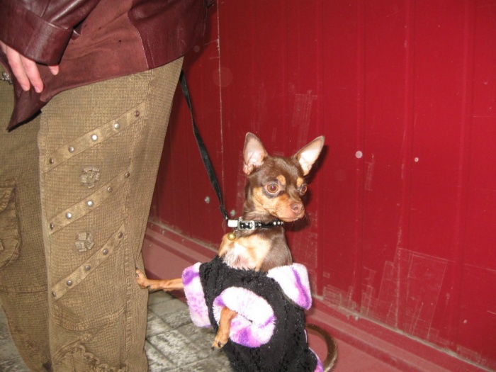 Вязка Русский той терьер шоу класс, фотография 10