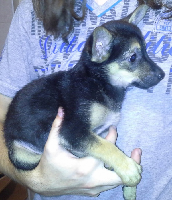 Отдам очень милого щеночка в хорошие руки., фотография 5