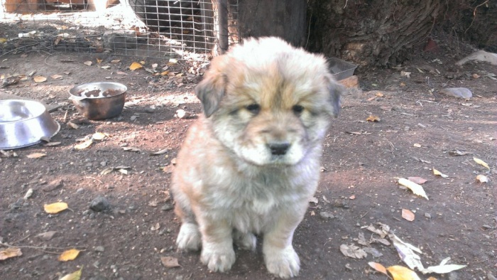 щенки чау чау, фотография 1