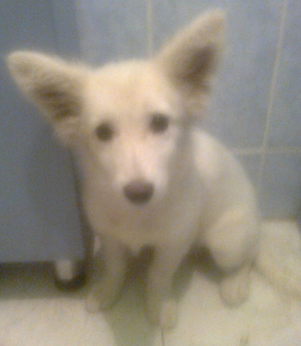 срочно!!отдам собаку., фотография 1