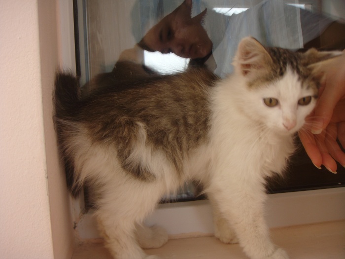 Отдам ласкового котенка с приданым в добрые руки, фотография 3