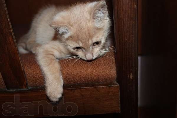 Очаровательный малыш ищет любящих хозяев  , фотография 1