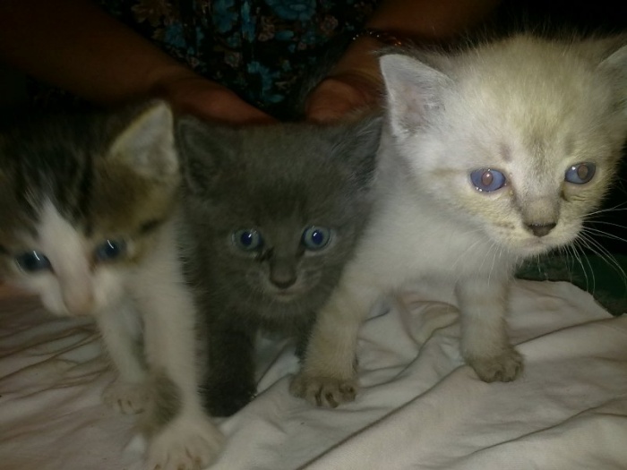 Котята ищут любви, фотография 1