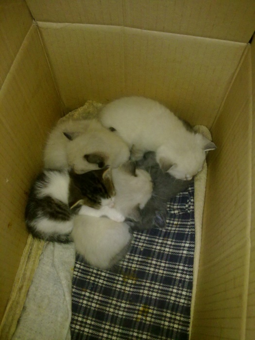 Котята ищут любви, фотография 2