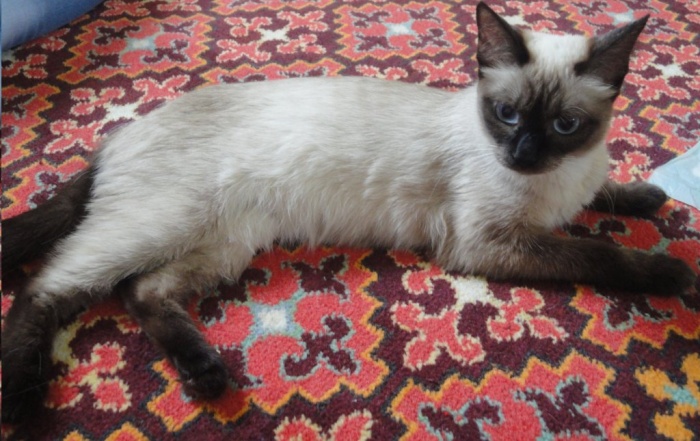 Очаровательная голубоглазка!, фотография 4