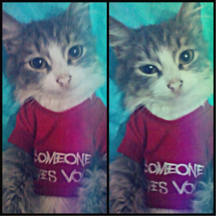 Нюша ищет новый дом), фотография 1