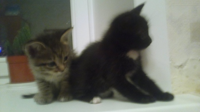 Отдам котят в хорошие руки!!!, фотография 1