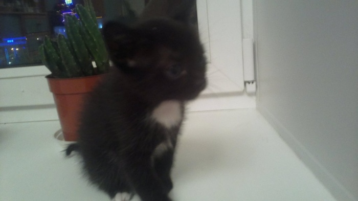 Отдам котят в хорошие руки!!!, фотография 2