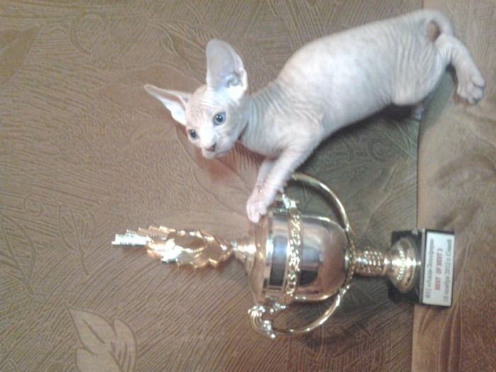 котята сфинксята, фотография 1