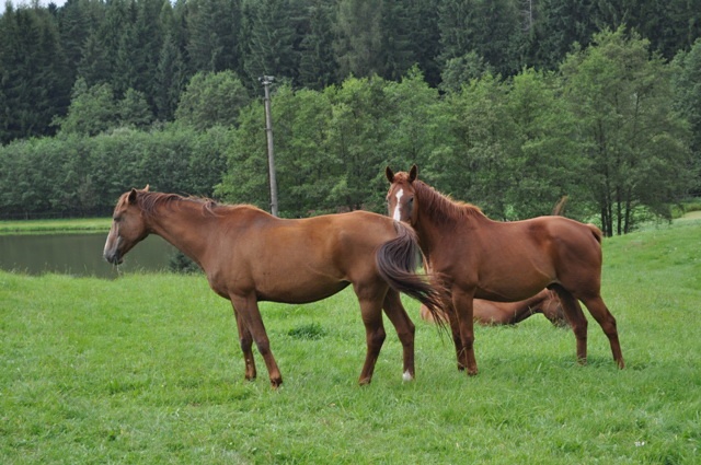 недвижимость в Чехии, фотография 1