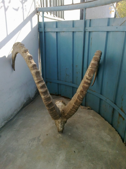 рога архара старые, фотография 11