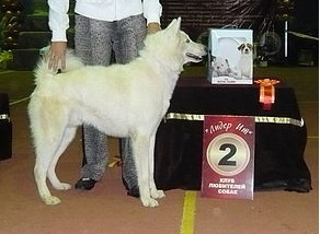 Щенок западносибирской лайки, фотография 3