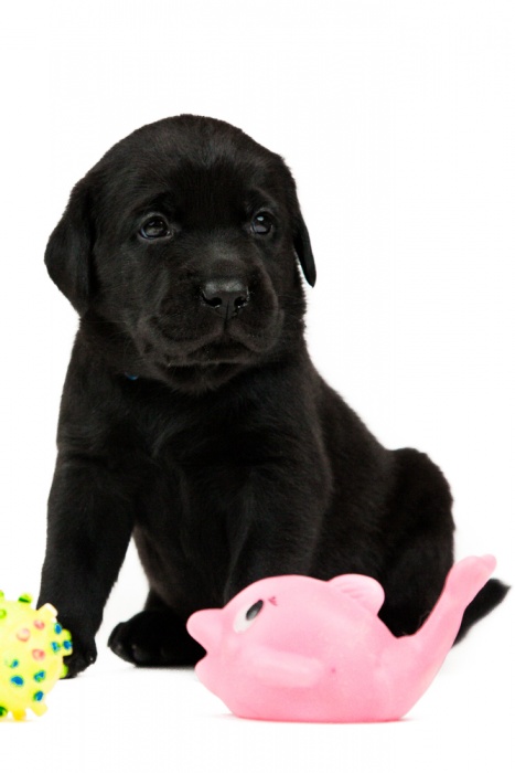 Лабрадор ретривер, фотография 1