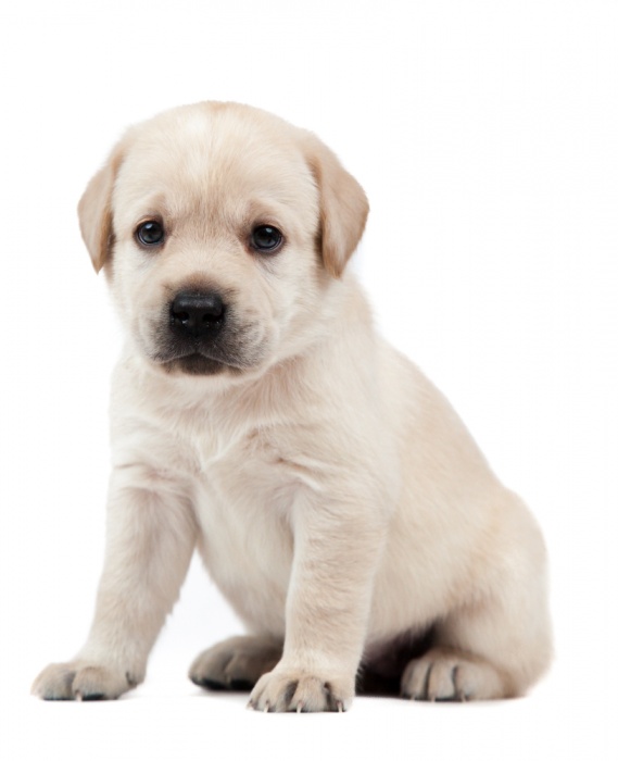 Лабрадор ретривер, фотография 2