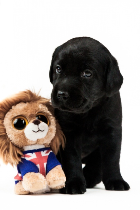 Лабрадор ретривер, фотография 4