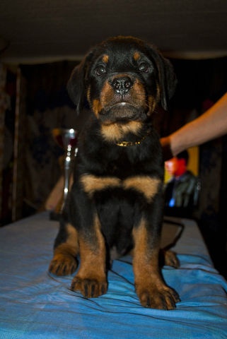 Щенки ротвейлера от Титулованной пары, фотография 9
