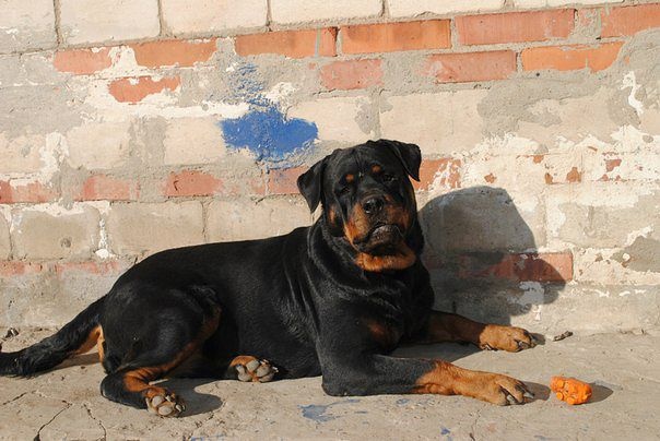 Щенки ротвейлера от Титулованной пары, фотография 10