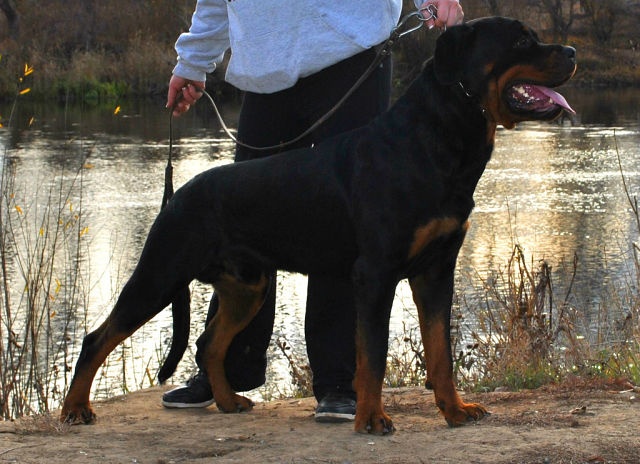 Щенки ротвейлера от Титулованной пары, фотография 11