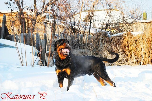 Щенки ротвейлера от Титулованной пары, фотография 12