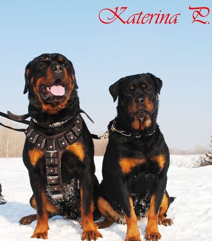 Щенки ротвейлера от Титулованной пары, фотография 14