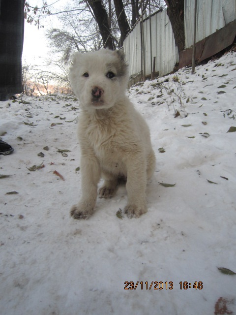 Щенок алабая с документами., фотография 5