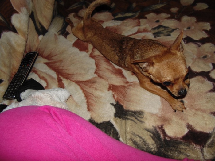 Срочно продам породистого щенка, фотография 3