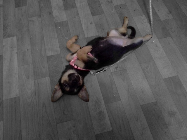 Отдам очень милого щеночка в хорошие руки., фотография 8