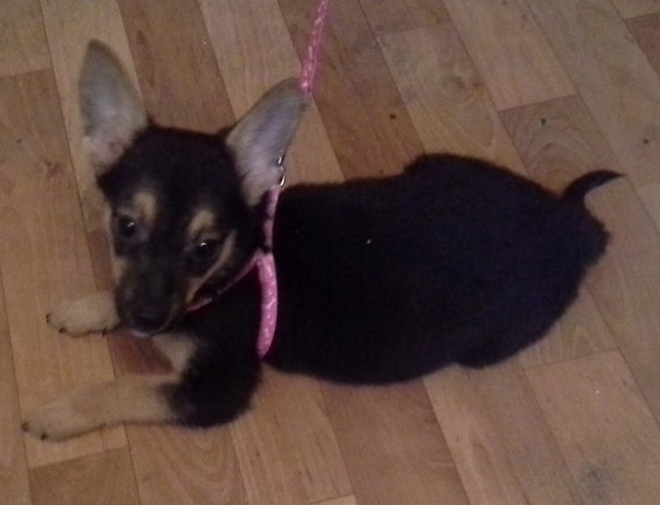 Отдам очень милого щеночка в хорошие руки., фотография 9