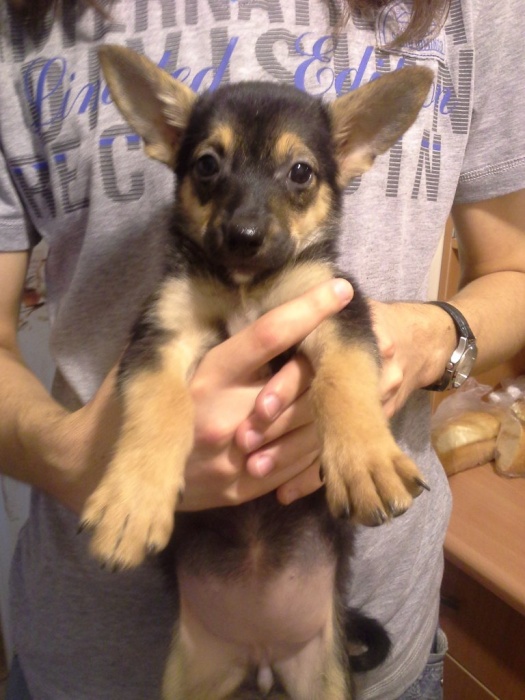 Отдам очень милого щеночка в хорошие руки., фотография 11