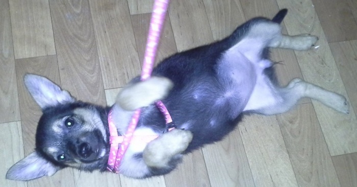 Отдам очень милого щеночка в хорошие руки., фотография 14