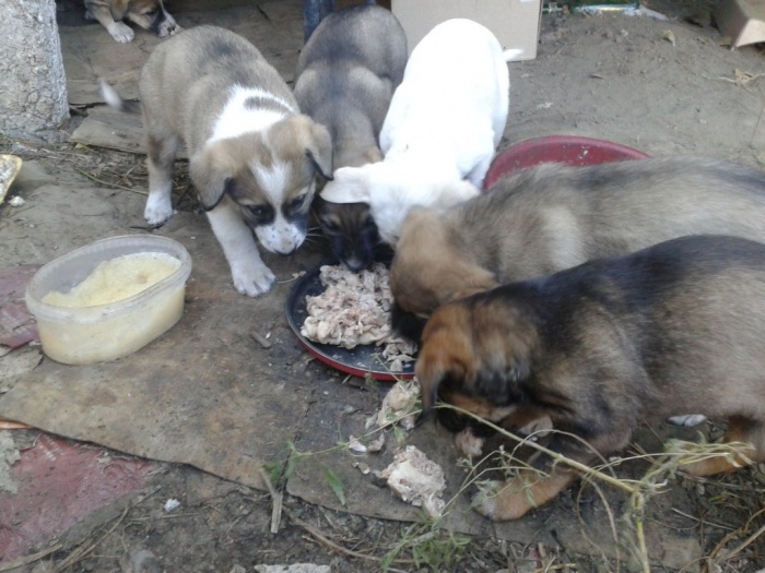 отдам щенка, фотография 3