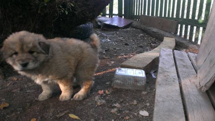 щенки чау чау, фотография 4